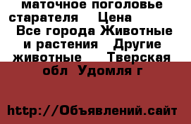маточное поголовье старателя  › Цена ­ 2 300 - Все города Животные и растения » Другие животные   . Тверская обл.,Удомля г.